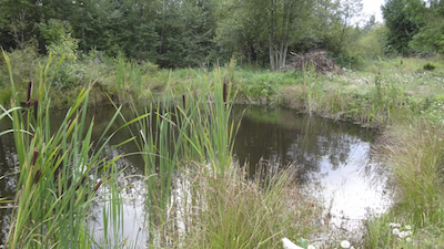 wetland